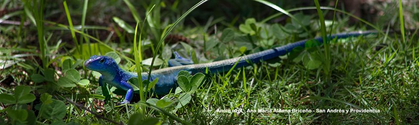 Imagen de un Anole azul 